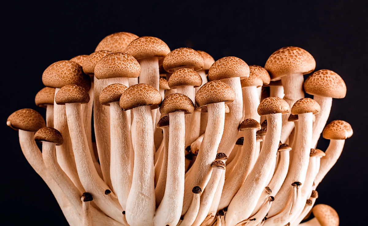 mushroom-fungi-fungus-many-53494